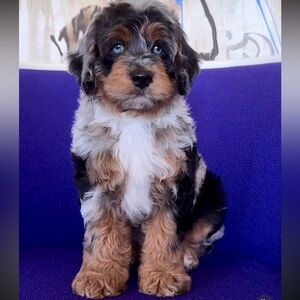 Meet your Posher, Bill marie